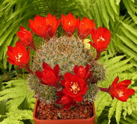 Kwitnące kaktusy - kaktusy_w_sieci.jpg