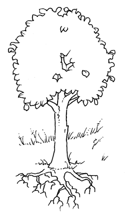 KOLOROWANKI - całe drzewa - drzewa cykl wzrostu - kolorowanka 6.gif