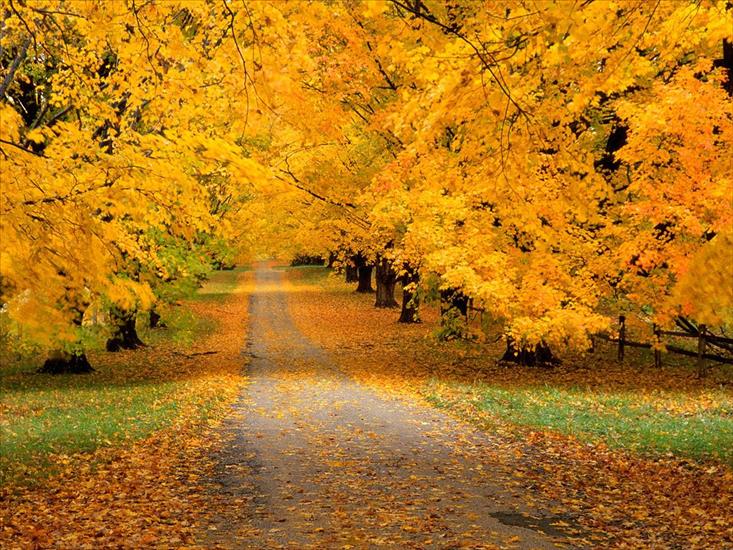 galeria-pejzaże, krajobrazy - Autumn Covered Road.jpg
