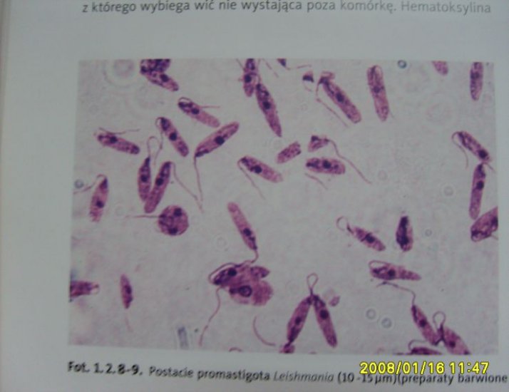 atlas parazytów - Leishmania donovani - promastigota 2.JPG