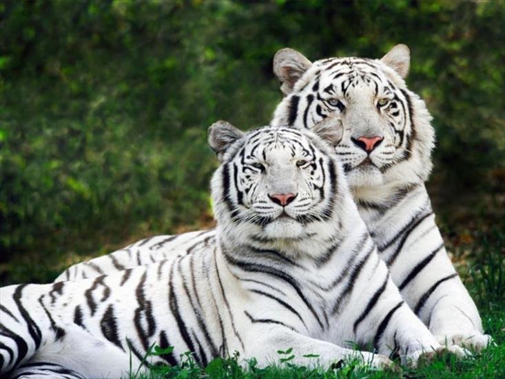 Zwierzęta - tapeta tygrysy.jpg