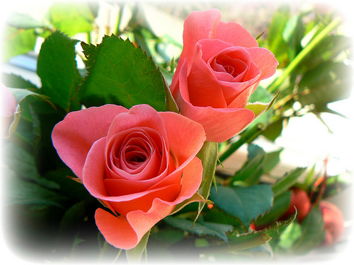 GALERIA...RÓŻE - Piękne różyczki.jpg