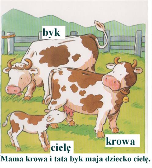 Zwierzęta i ich dzieci - krowa1.bmp