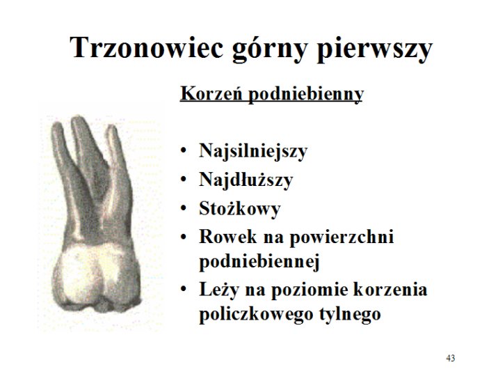 Anatomia zebów - 43.gif