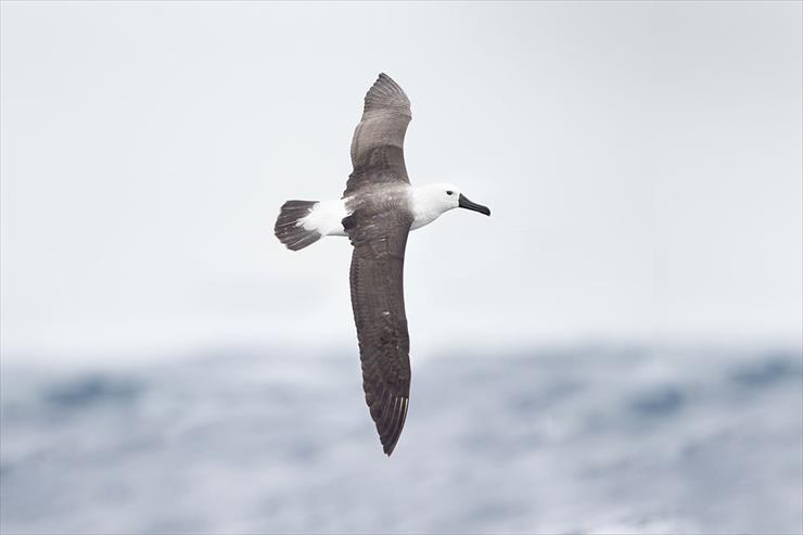 albatrosy - albatros młody.jpg