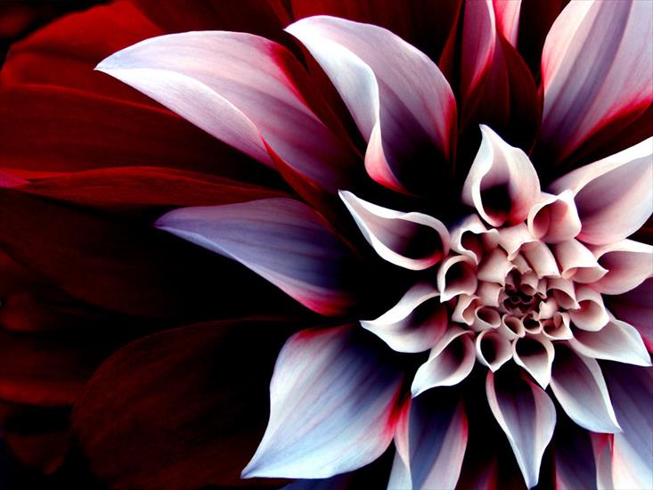 makro - The_Beautiful_Enigmatic_Flower.jpg