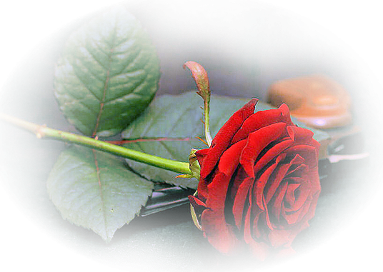 Czerwone róże - ImagePreview.aspx1.png