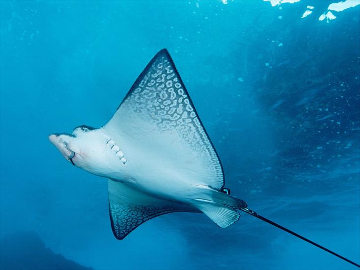 150 Deep Blue Sea Wallpapers 1600x1200 - Spotted Eagle Ray.jpg