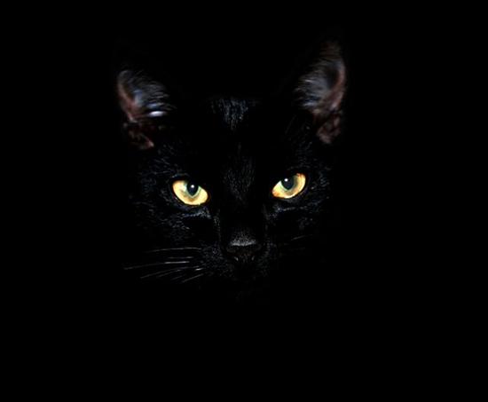 Obrazki kotów - czarne.jpg
