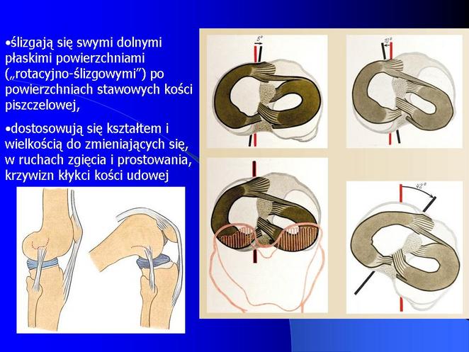 Anatomia i Fizjologia1 - Anatomia - Układ Kostny 63.jpg