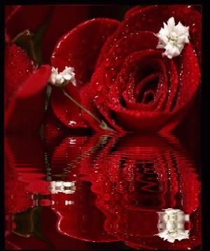 róże czerwone 2 - Róże-animacje 8.gif