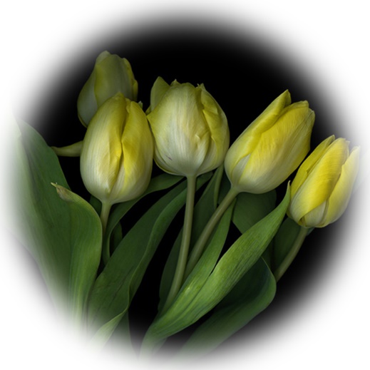 Jpg-Tulipany - Magda Indigo_0018-crop.jpg