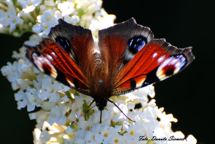 Rusałka pawik. Aglais io - DSC_9140A.jpg