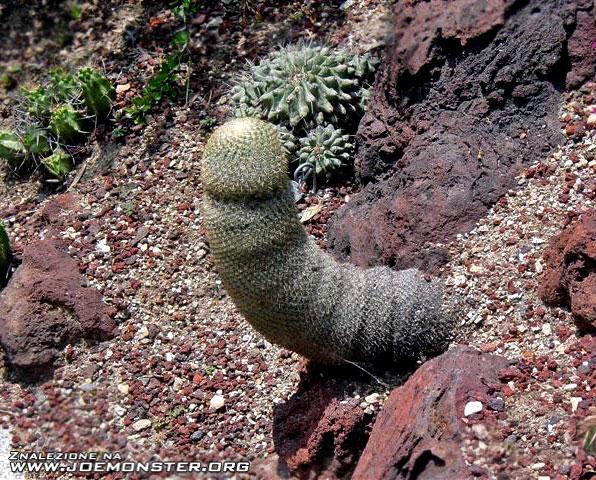 Seksowna przyroda - kaktusik.jpg
